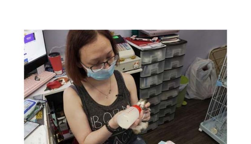 阿Ling三年多前开了这间店，开业不久就开始帮忙暂托小猫，至今已经成功为超过150只猫寻家。