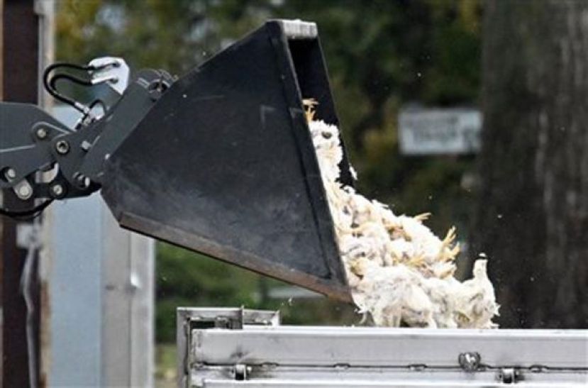 英国实施强制禽类圈养措施，以遏制禽流感蔓延。