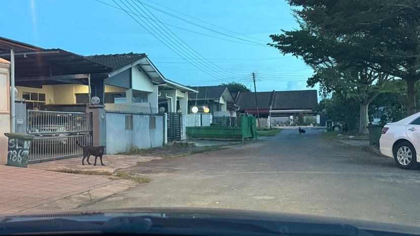 贝朝兴呼吁共同关注Tabuan Jaya野狗问题 以人道方式维护社区清洁与安全