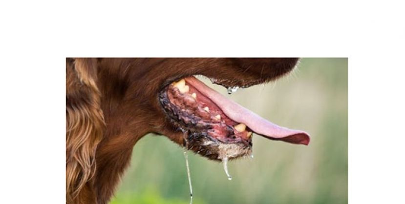 砂狂犬病再夺1命　死者是古晋51岁男子