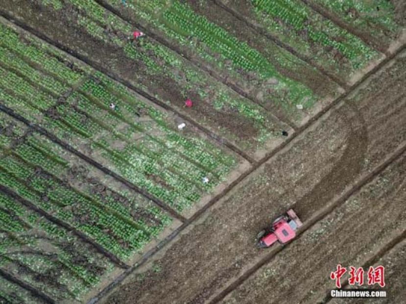 2月18日，航拍贵州黔西林泉镇花卉苗木基地春耕繁忙景象。雨水时节将至，贵州省毕节市黔西县的农户在做好疫情防控的同时，抢抓农时，对辣椒、花卉苗木基地开展育苗、松土等春耕作业。