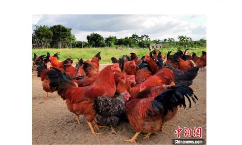 即将上市的阉鸡。