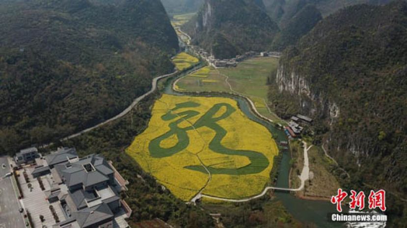 图示：航拍植物汉字&ldquo;龙字田&rdquo;。