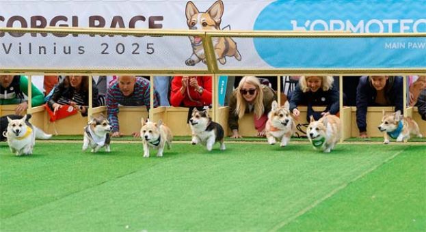 柯基犬赛跑，百只短腿毛孩聚一堂。