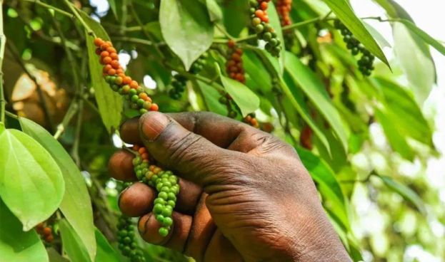 胡椒价格持续走高  业者应把握机会投入胡椒种植