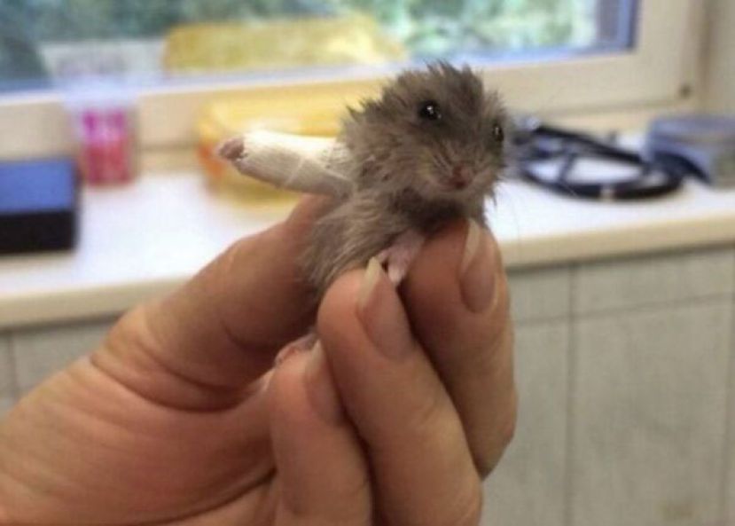 小仓鼠戴上石膏的超萌画面，融化不少网友的心。