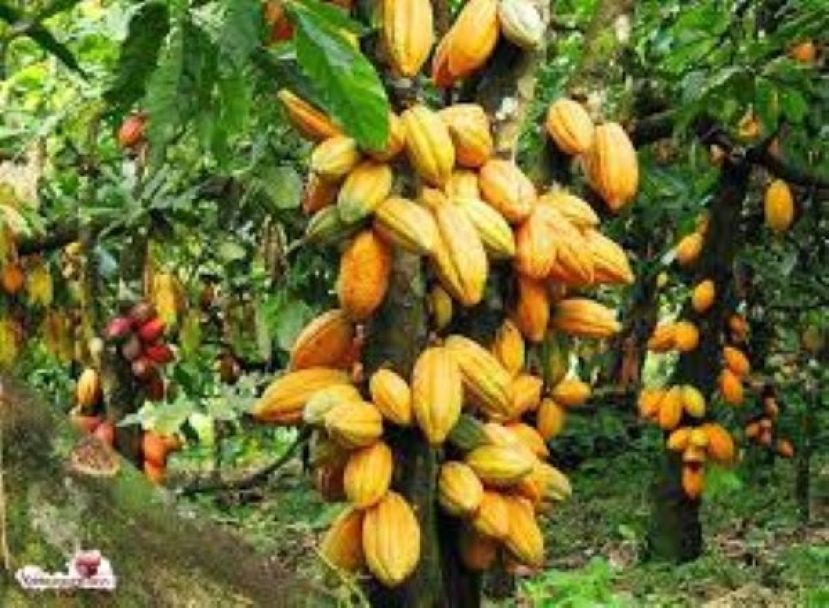 巧克力产品需求下跌    可可期货价格较历史高点大跌逾70%