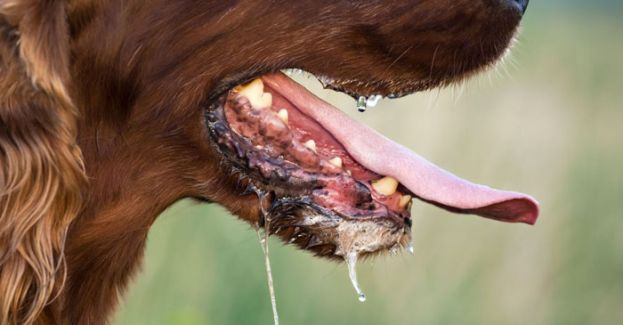 砂再添1狂犬病死例　民都鲁64岁男延误求医病逝