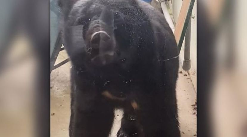 日本熊害已致13死逾百伤，专家称如住野生动物园。