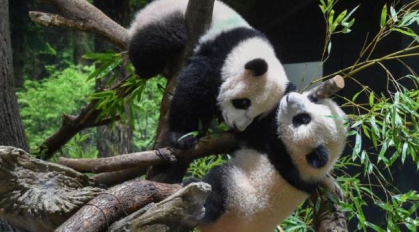 &ldquo;晓晓&rdquo;（上）和&ldquo;蕾蕾&rdquo;（下）将归还中国。