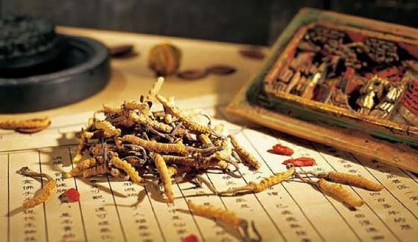 冬虫夏草有“软黄金”之称。