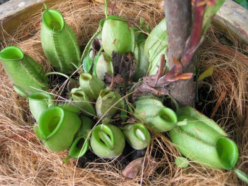 ●圆滚滚的绿色猪茏草。