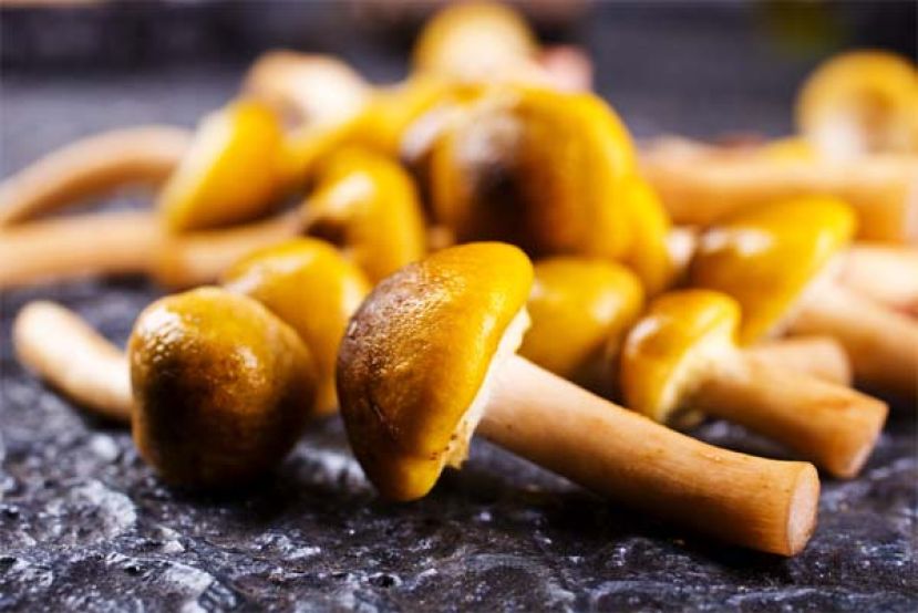 女被告在庭上始终辩称是不小心将毒菇加入餐点。