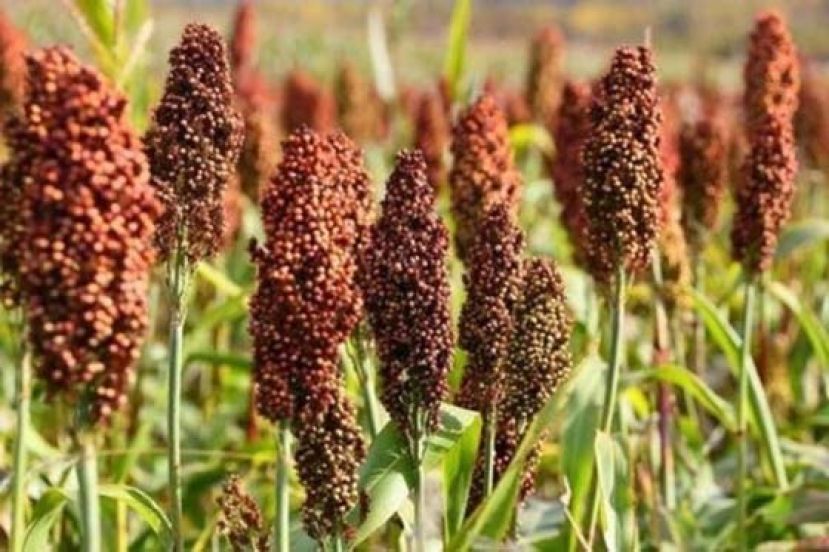 中国加快向阿根廷进口高粱。