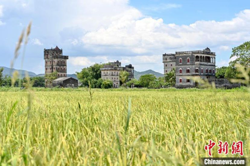 广东开平自力村内的稻田与四周碉楼相映成趣。
