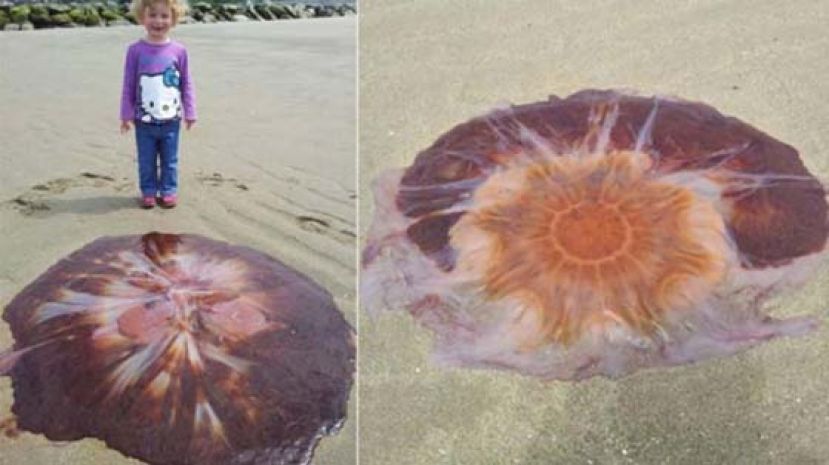 父女威尔斯沙滩嬉戏　惊见1.8米水母被冲上岸