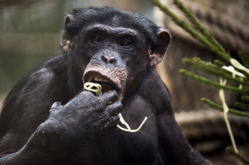 黑猩猩透过食用大量发酵水果摄取酒精。