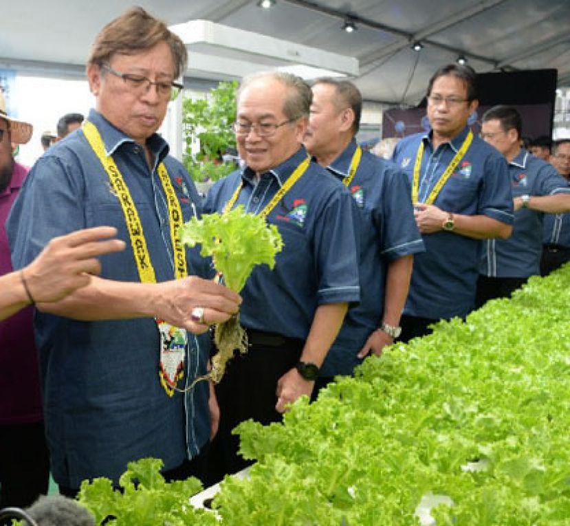 图示：最新的农业技术种植的生菜。