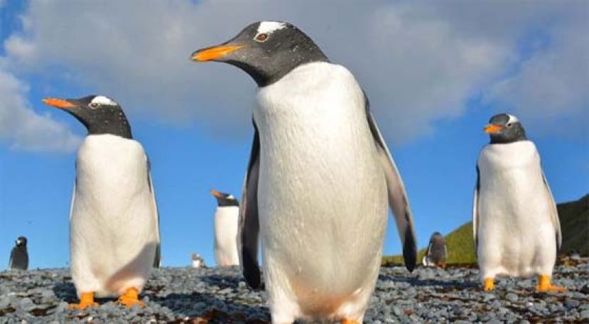 南极巴布亚企鹅爆H5N1禽流感疫情，逾200只小企鹅死亡。