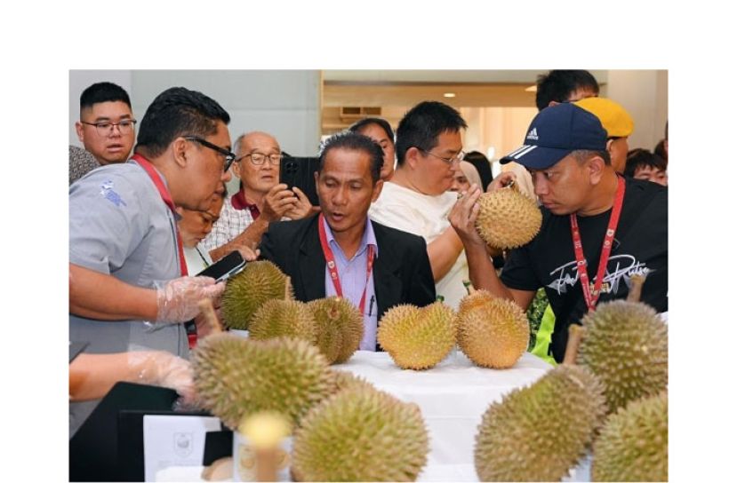 评审们正在品鉴各参赛榴梿。