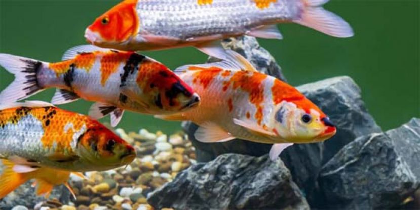 中国未更新许可，日本锦鲤11月起对中出口喊卡。