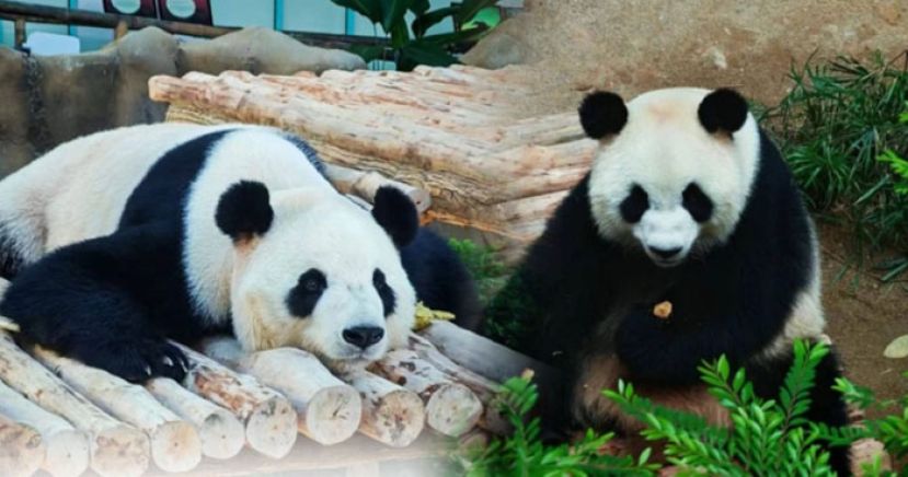 熊猫 &ldquo;辰星&rdquo; &ldquo;晓月&rdquo; 完成隔离　亚瑟古律：近期与公众见面