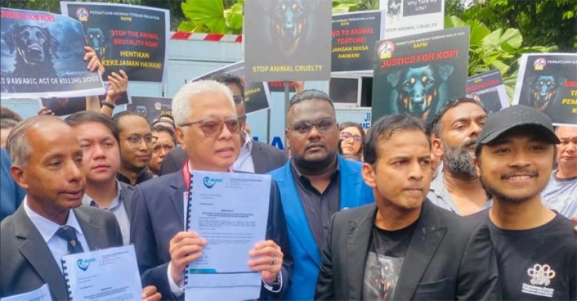 大马流浪动物协会呼吁政府以更人道方式解决流浪动物问题