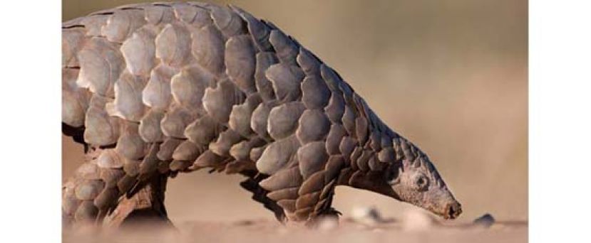 穿山甲升为中国一级保护野生动物。