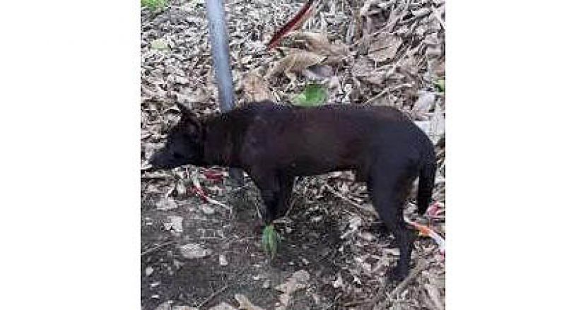 黑狗被锁扣在告示牌铁柱上。