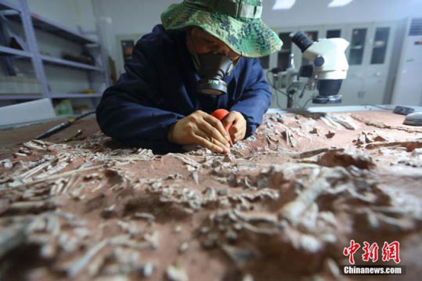 古生物化石修复师历时3年修复择义王氏鳄化石