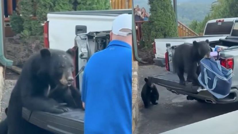 吓跑旅客叼走野餐包，黑熊带小熊公然“抢劫”。