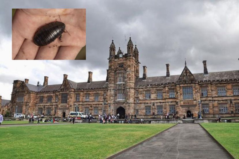 悉尼学生翻开石块发现 &ldquo;灭绝&rdquo; 蟑螂