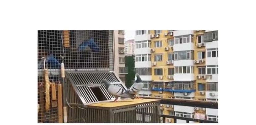 李凡用口哨声催鸽子回家。