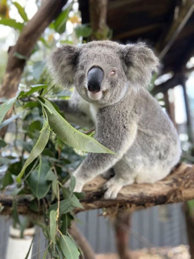 澳洲树熊恐因性病灭绝，当局批准疫苗可有效抗感染。