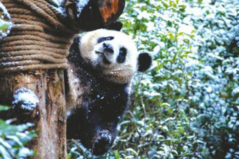 雪中玩耍的大熊猫。