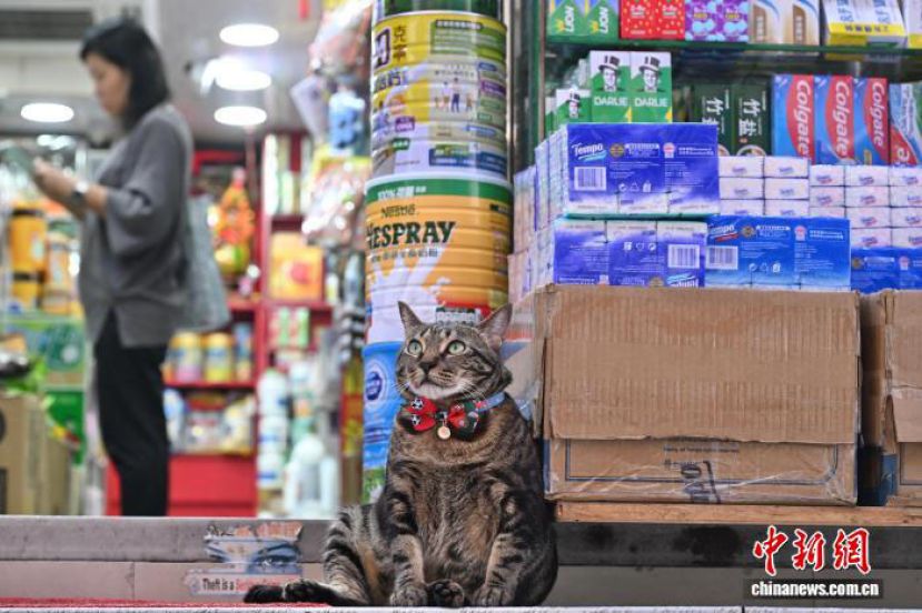 香港猫店长&ldquo;阻B&rdquo;在药房前守候。