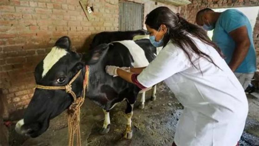 印度各地18.5万牛爆发皮肤病， 已造成7.5万头牛死亡。