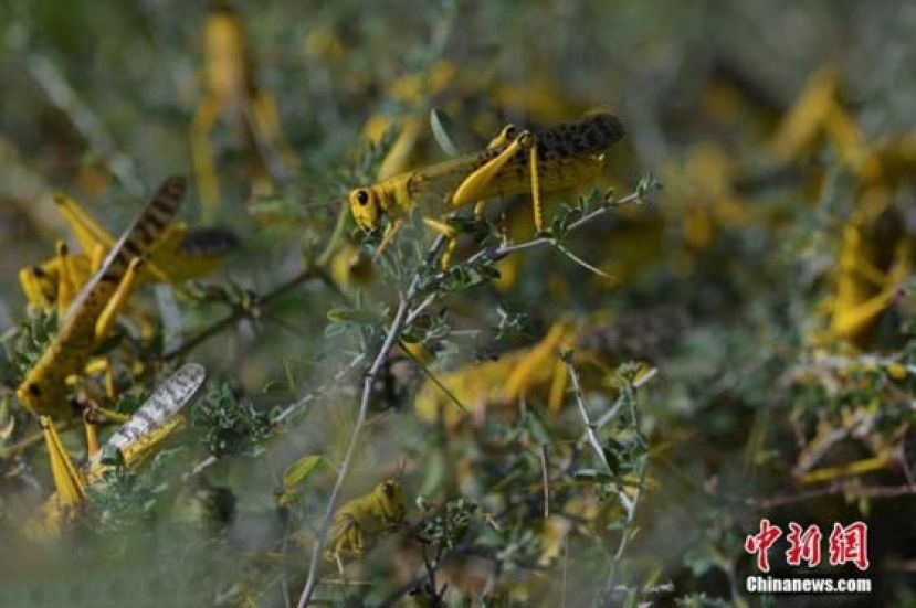 资料图：群居蝗虫聚集在一些地面植被上。