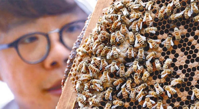 Lancelot和蜜蜂接触多了，加上了解蜜蜂的脾性，便开始懂得如何跟蜜蜂相处。