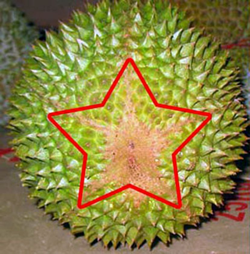 榴槤底部可辨别猫山王免受骗。