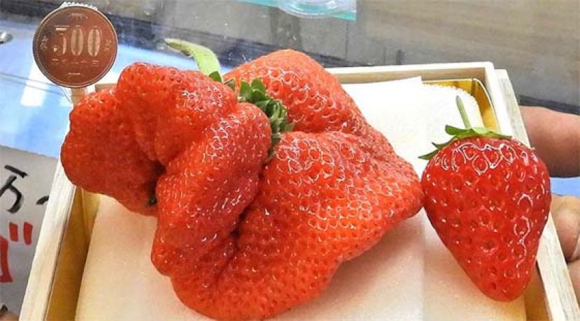 天价奇迹美人姬草莓，1颗165克要价3200令吉。