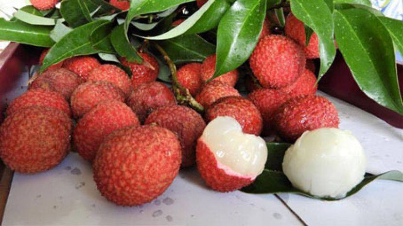 吃冰荔枝照样上火 脾胃热可能生口疮