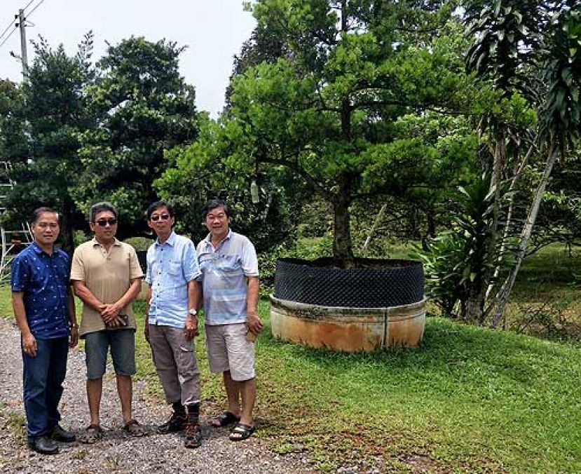 ●李氏盆景与美化树培植园园主李仁赵（右二）亲自接见西连中华公学校董会成员，并带领参观畅游盆景园，左起：蔡传双、许顺宸及许统贤。