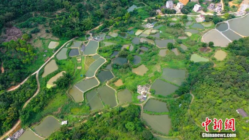 阳春市潭水镇鱼苗孵化基地。