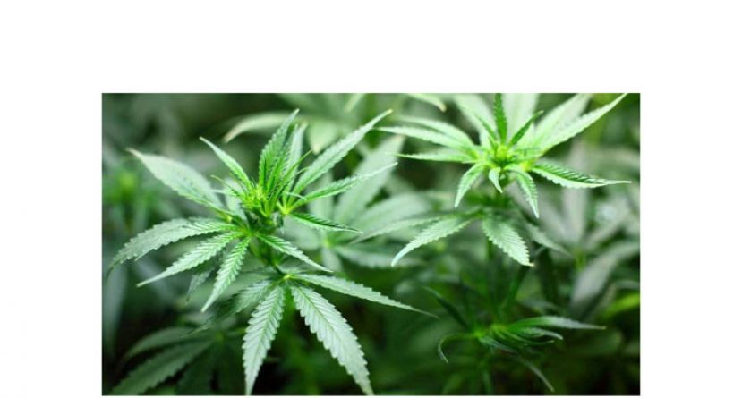 副卫长：大麻充医疗用途　大马需有强力科学证明