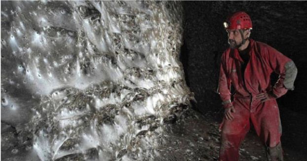 世界最大的蜘蛛网。