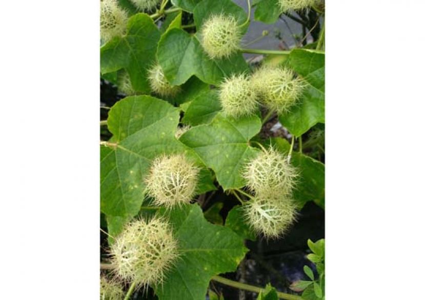 毛茸荣的“毛西番莲”。
