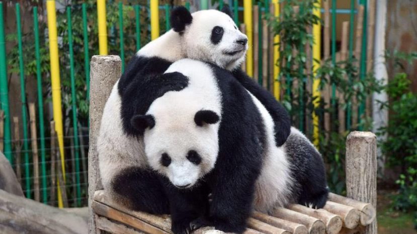 熊猫&ldquo;辰星&rdquo;和&ldquo;晓月&rdquo;  逐渐适应大马环境