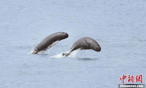 在南昌&ldquo;江豚湾&rdquo;，江豚跳跃。