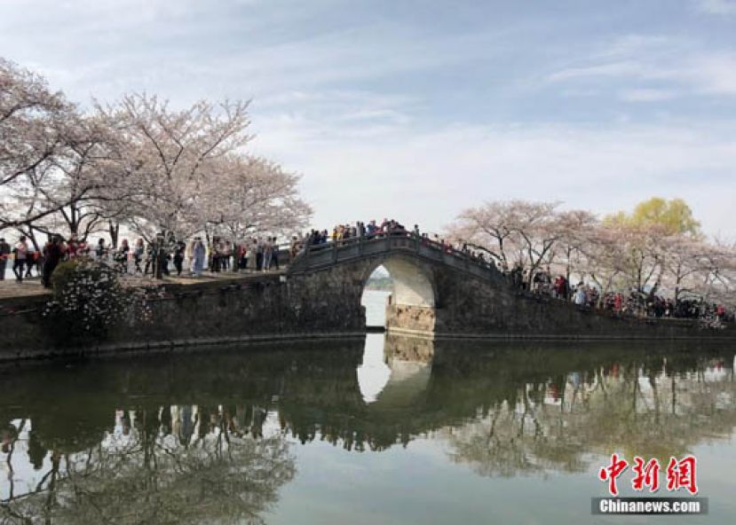 图示：无锡太湖鼋头渚景区3万余株樱花浪漫绽放，吸引了国内外众多&ldquo;追樱客&rdquo;纷纷前来打卡。